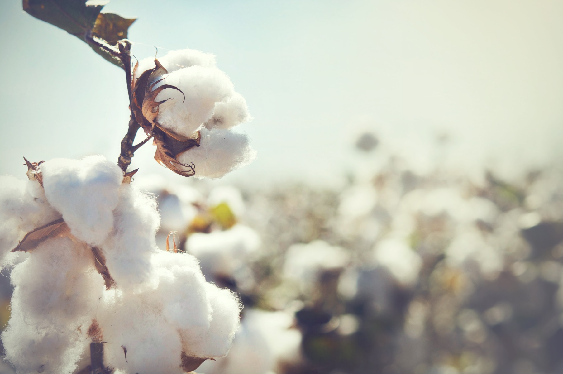 cotton crops